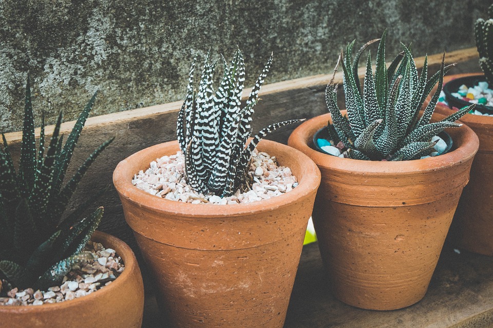 4 Hot Weather Curb Appeal Ideas.jpg
